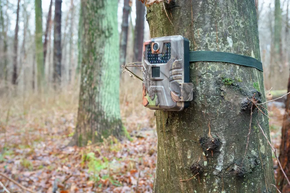 wildlife / trail camera.