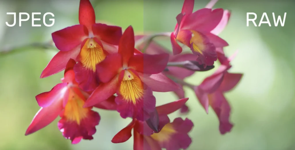 side by side comparison of raw and jpeg images.