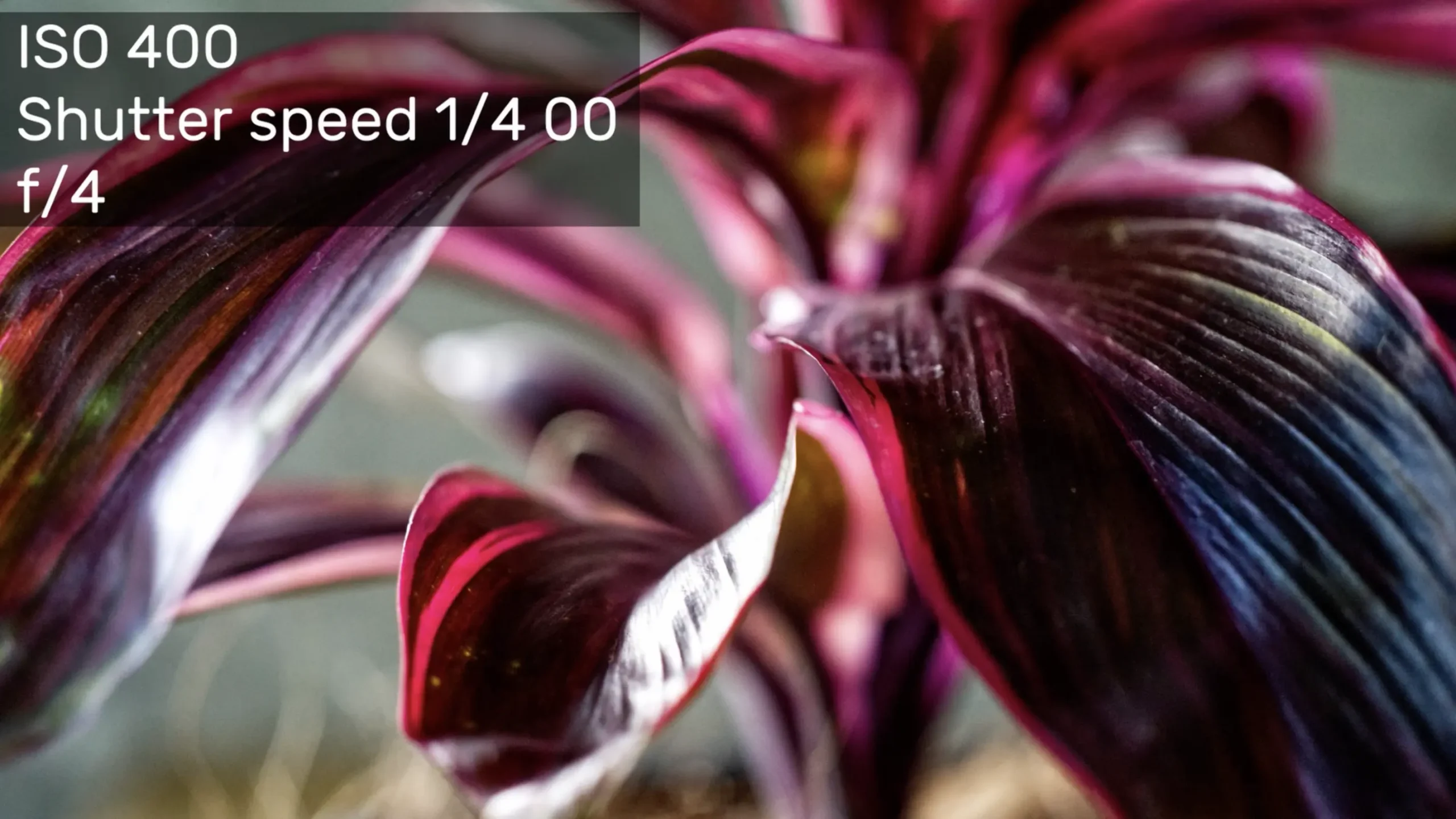 At ISO 400 with f/4 aperture, this shot shows crisp detail and shallow depth of field.
