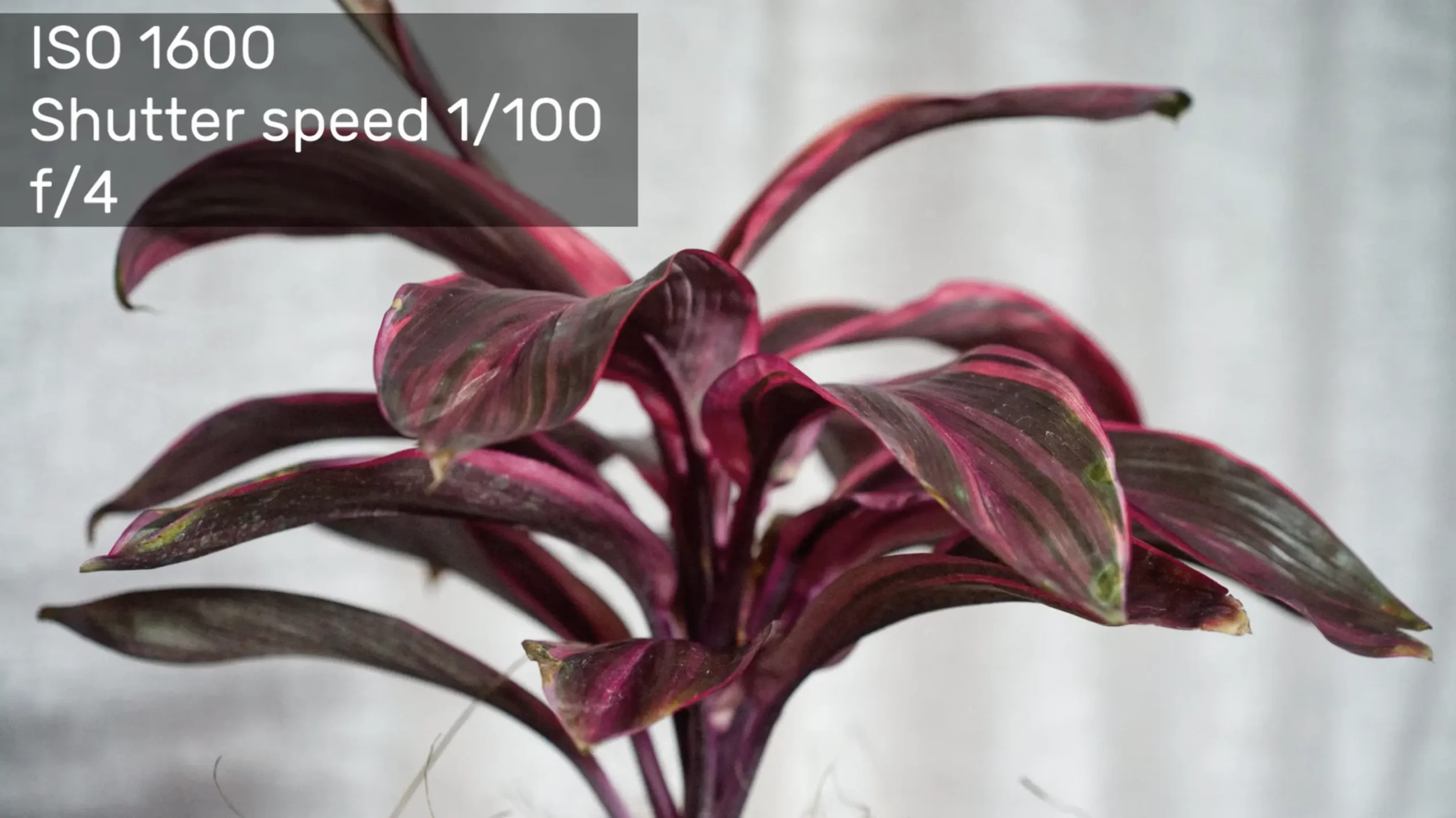 ISO 1600 with f/4 aperture, brighter image at faster shutter speed, useful in indoor or cloudy conditions.