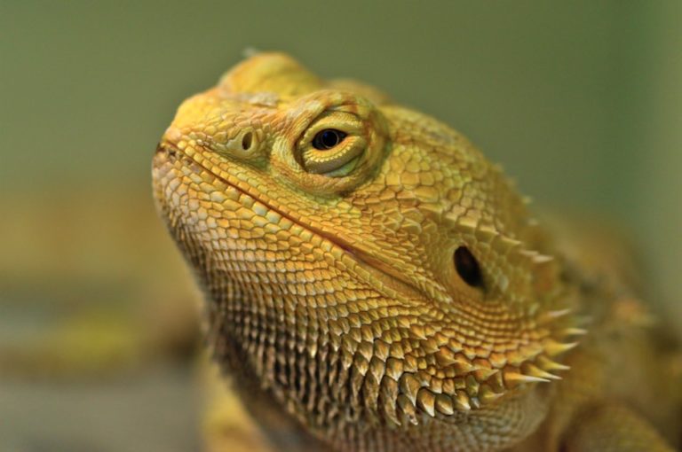 19 Macro Photography Ideas For Incredible Shots 19 Macro Photography Ideas For Incredible Shots