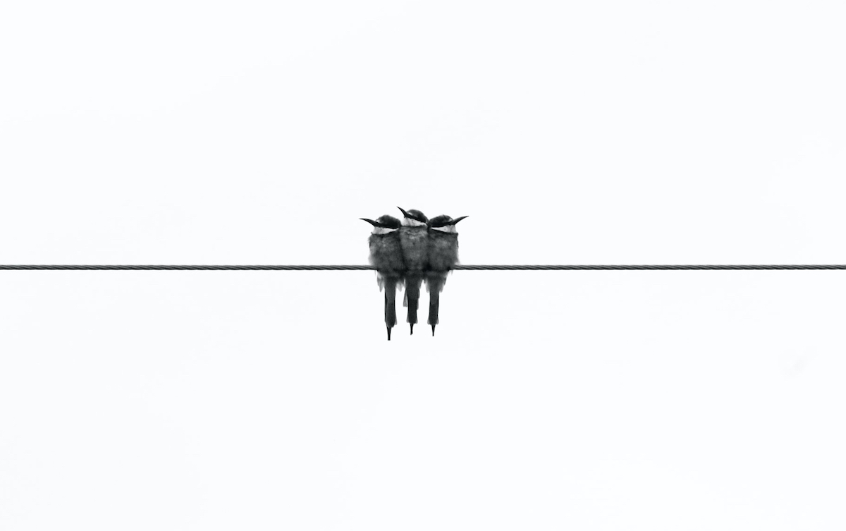 minimalism shot of birds sitting on a wire.