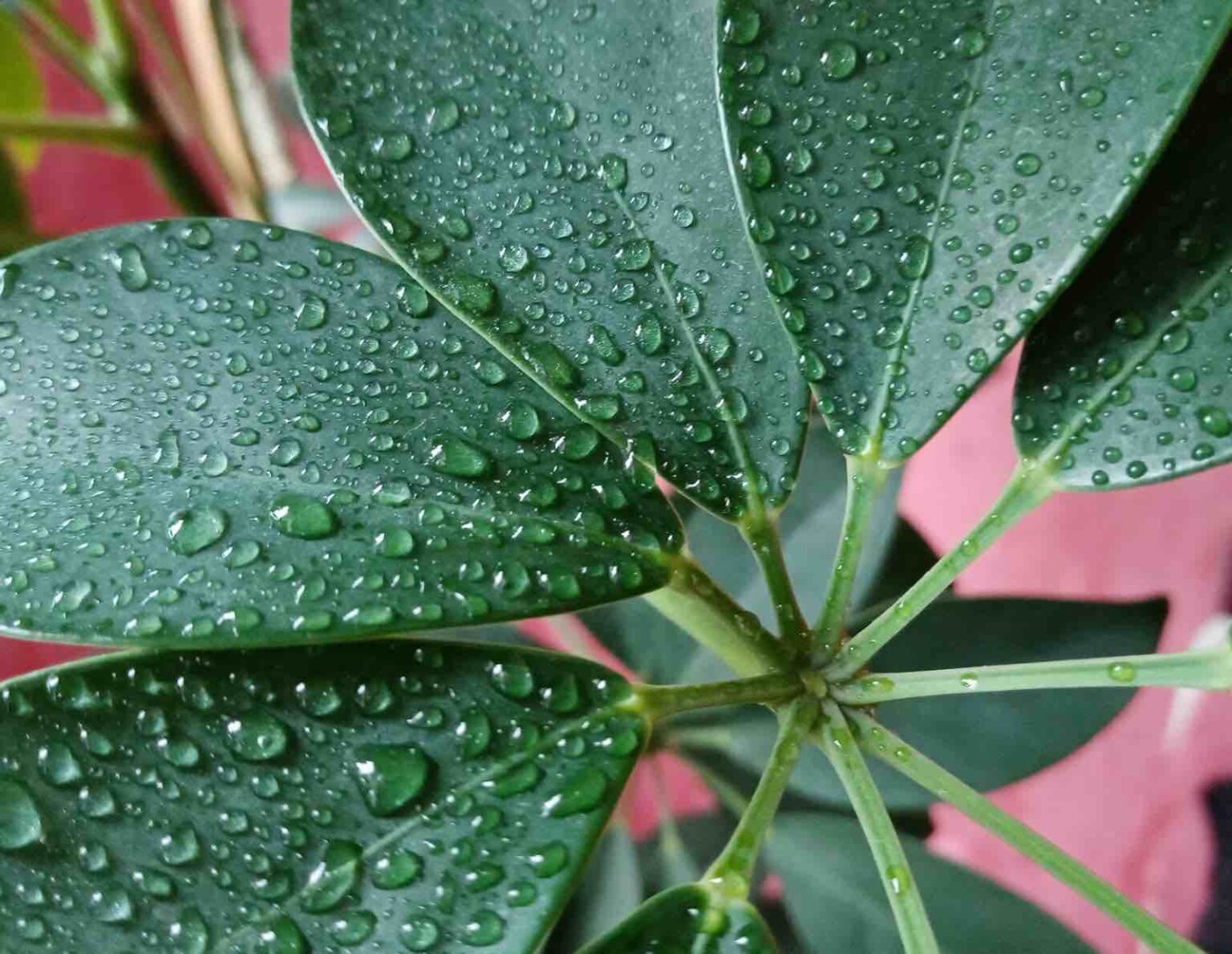 Macro Photography: An Easy Guide for Beginners