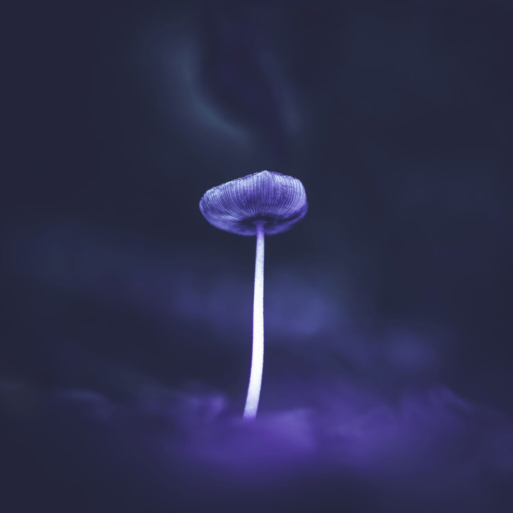 An image of a mushroom by Ana Lyubich