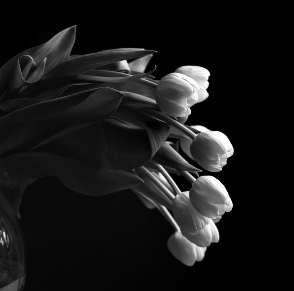 A black and white image of flowers by Ted Forbes