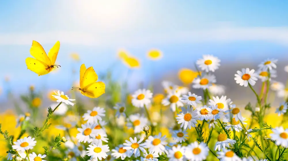 Idyllic view of a lush meadow on a bright day, with yellow butterflies in the air close to blooming flowers. Closeup macro landscape photography.