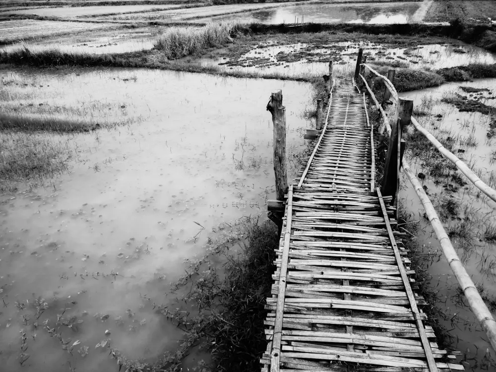 Landscape photography, bamboo walkway bridge over shallow water in marshy environment. Black-and-white exposure in natural light.