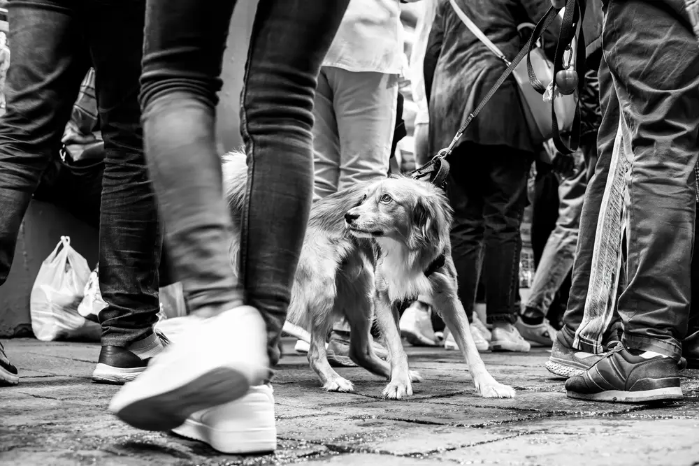 Dog walking among thick crowd, low-perspective shot.