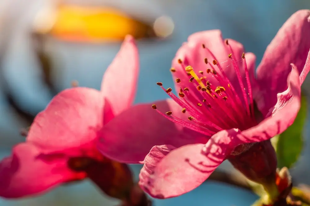 Macro photography, red flowers blooming on a sunny day. Close-up floral photography.