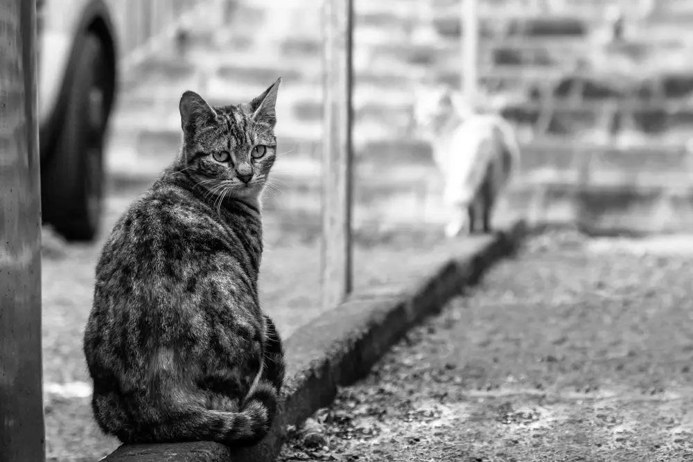 Portrait of street cat on sidewalk. Shallow depth of field.