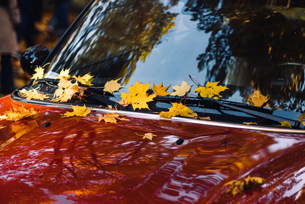 Close-up view of parked car, focus on windscreen. Autumn leaves piled up on hood, large reflections across the glass.