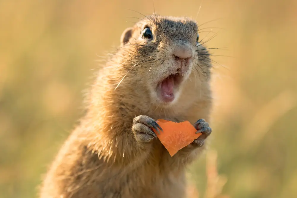Ground squirrel eating, emotional candid portrait.