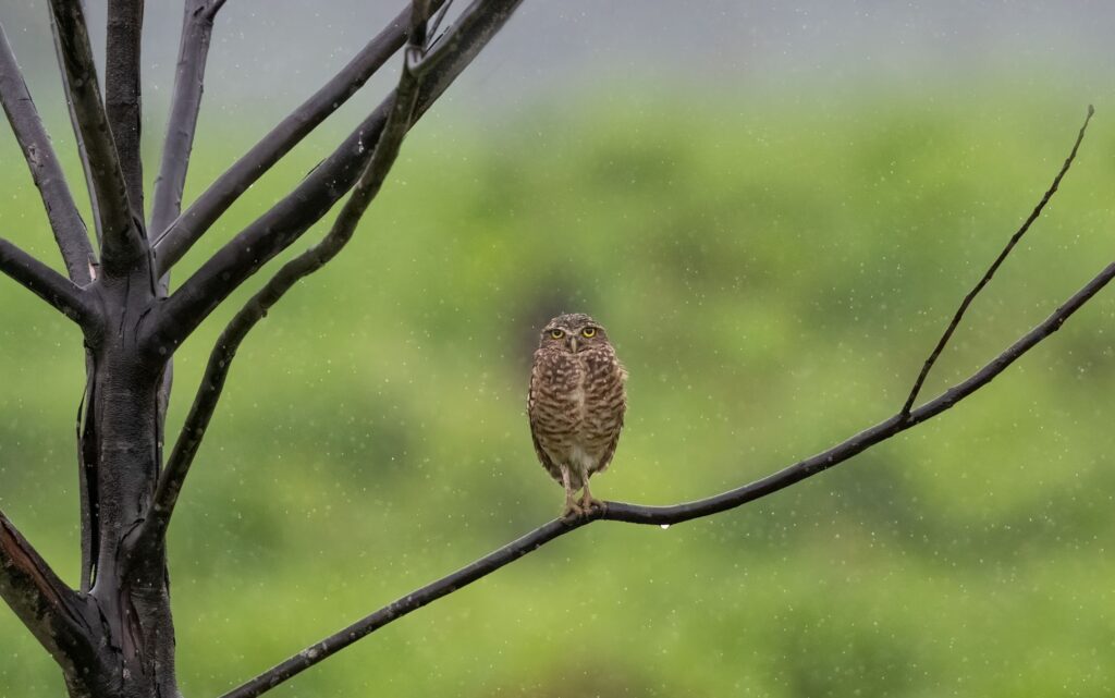 An image of a burrowing owl, photographed by Owen Deutsch.