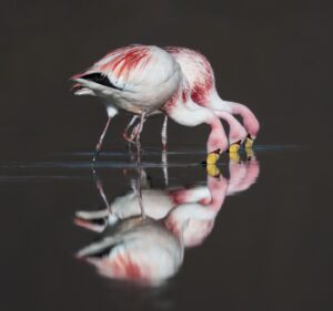 An image of a flamingo, photographed by Owen Deutsch