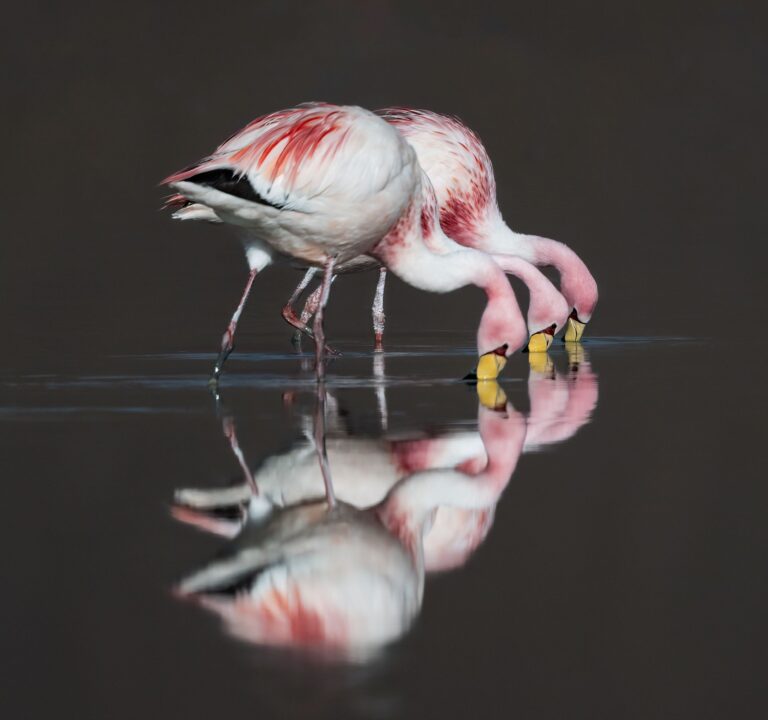 An image of a flamingo, photographed by Owen Deutsch
