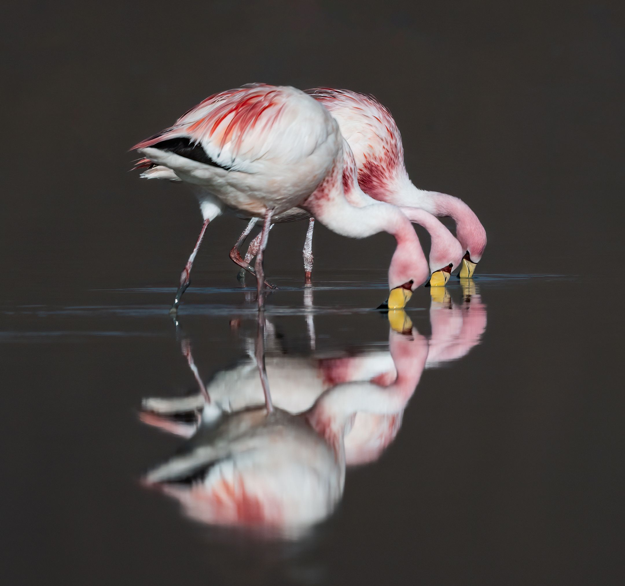 An image of a flamingo, photographed by Owen Deutsch