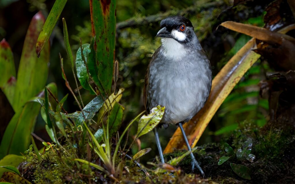 An image of a Jocotoco Antpitta, photographed by Owen Deutsch