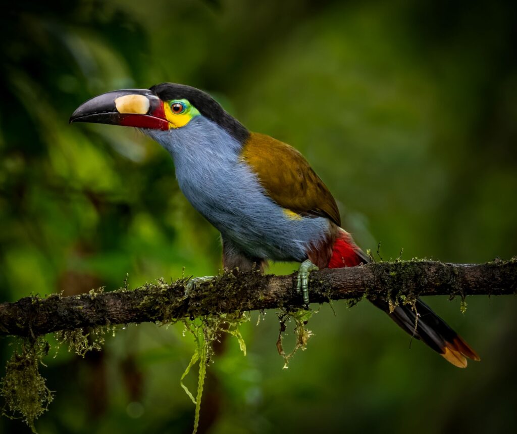 An image of a toucan, photographed by Owen Deutsch.