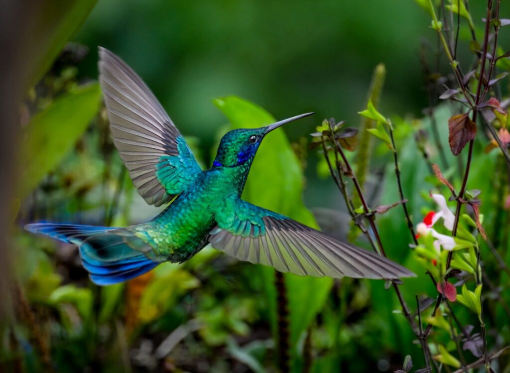 An image of a hummingbird, photographed by Owen Deutsch.