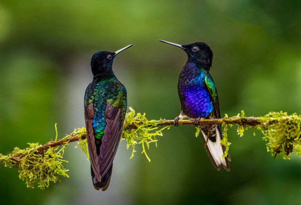 An image of two Velvet-purple Coronet, photographed by Owen Deutsch.