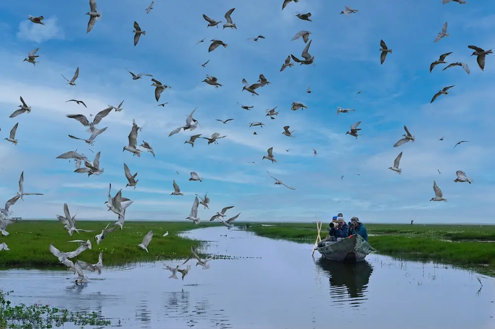 A river boat passing by as a large flock of birds swirls overhead. Candid nature photography with a wildlife element.