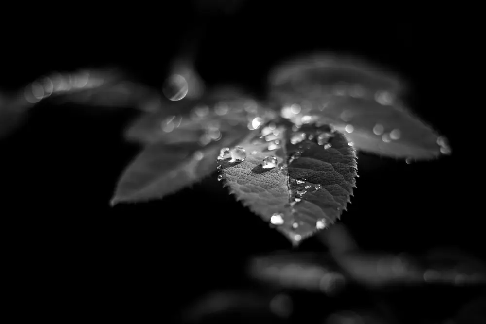 Black and white photograph of plant leaves with fresh dew drops. Morning dew in close-up macro photography.