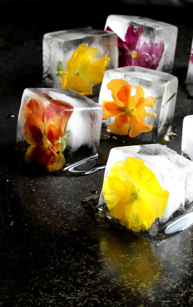 Ice cubes with colorful edible flowers melting on a dark surface in side lighting.