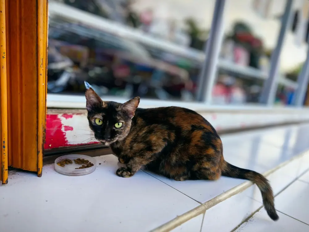 A black-and-brown cat feeding by the roadside, closeup portrait. Street photography with a candid feel.
