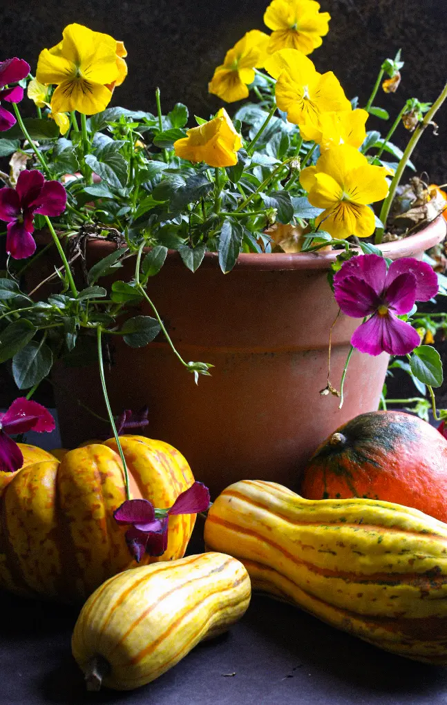 Potted yellow and purple pansies surrounded by assorted autumn gourds.
