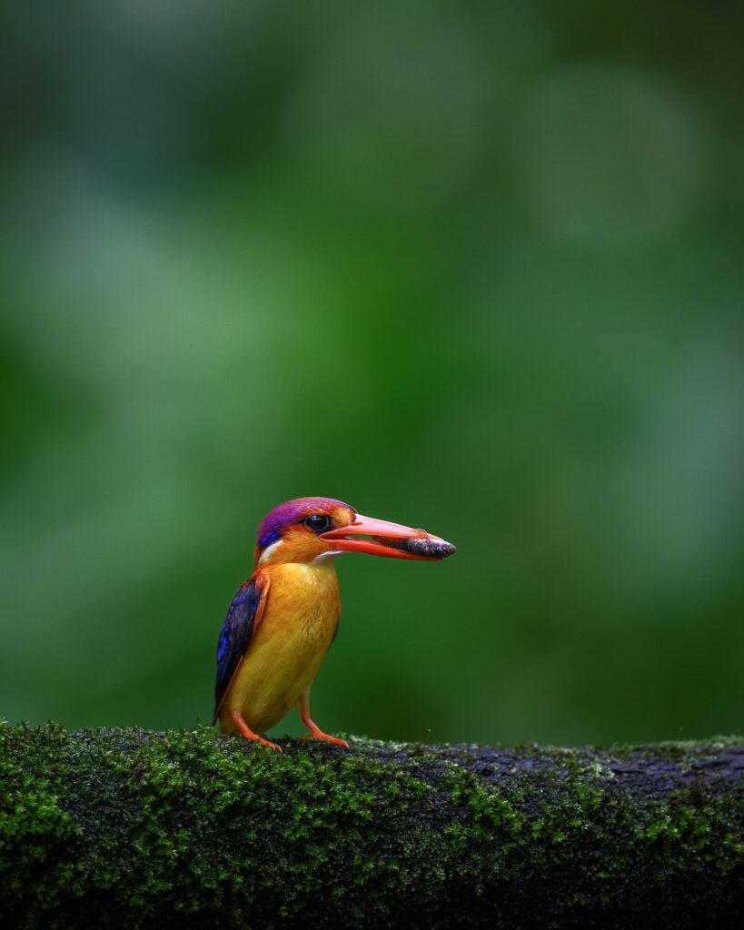 An image of a bird by Ratish Nair.