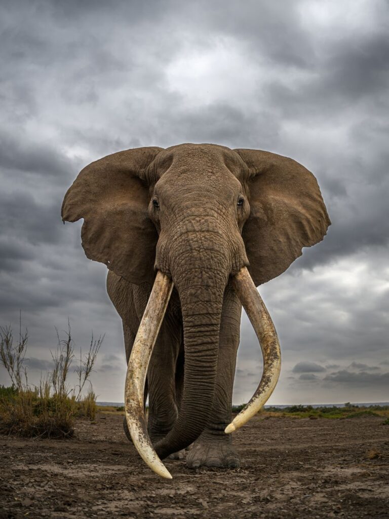 A photo of an elephant by Ratish Nair.