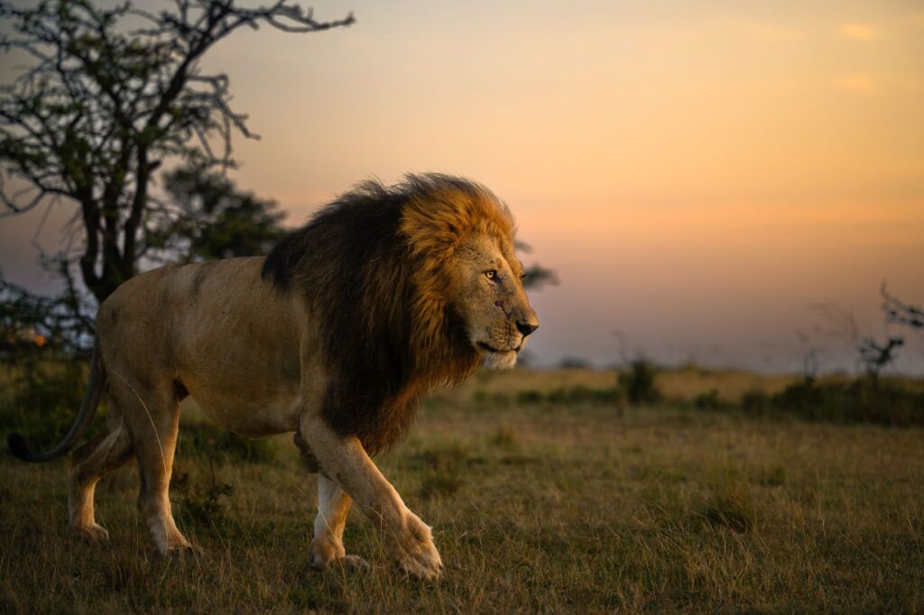 An image of a lion walking by Ratish Nair