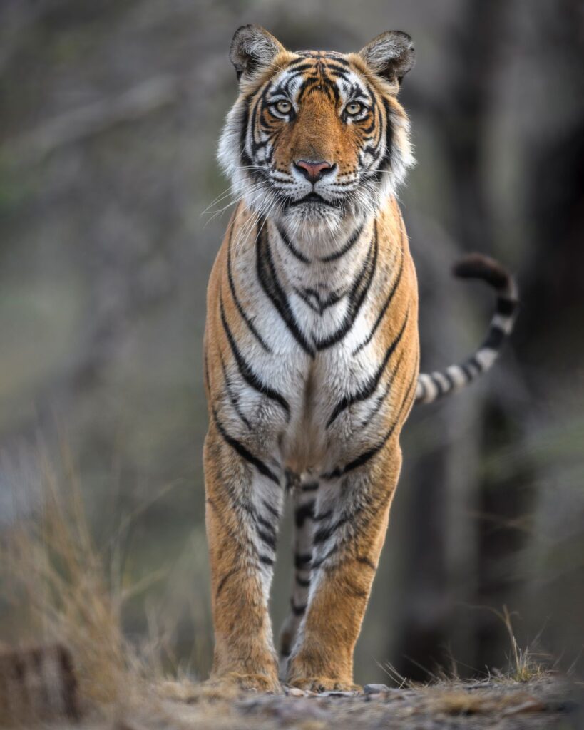 An image of a tiger standing to attention by Ratish Nair.