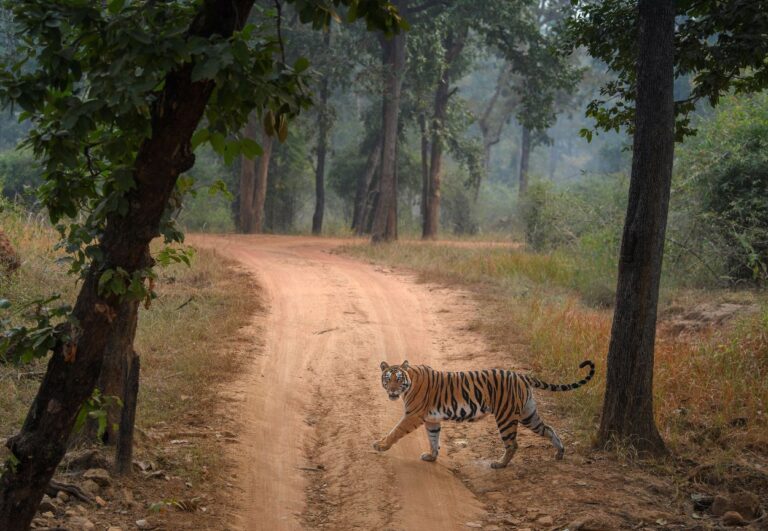 Tiger crossing the roadway by Ratish Nair