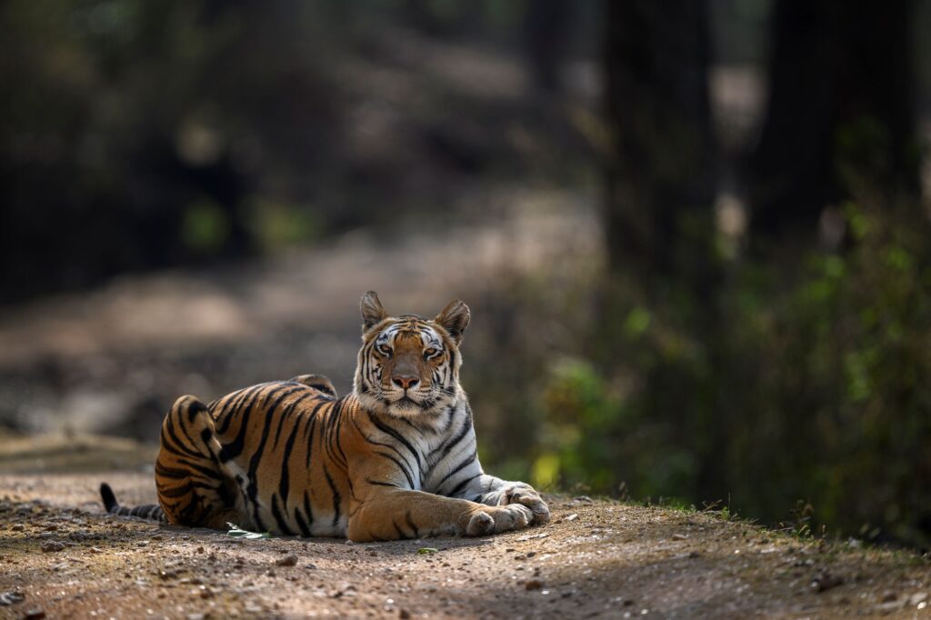A tiger laying down by Ratish Nair