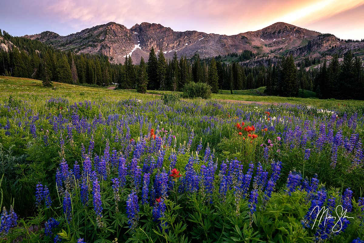 Wildflowers blooming across a mountain meadow in Albion Basin at sunset.