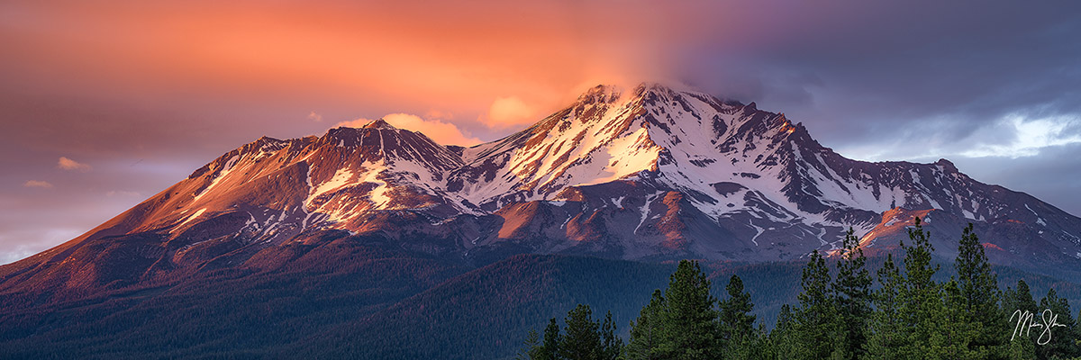 Warm alpenglow lighting up Mount Shasta at sunset with forested slopes in the foreground.
