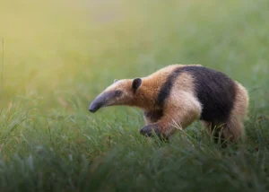 A photo of an Anteater by Gabriel Ramirez Junco.
