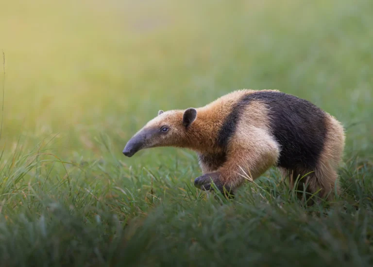 A photo of an Anteater by Gabriel Ramirez Junco.