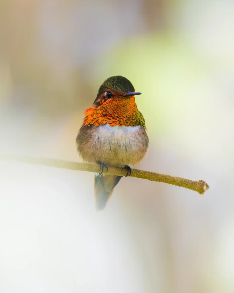 A photo of a bird by Gabriel Ramirez Junco.