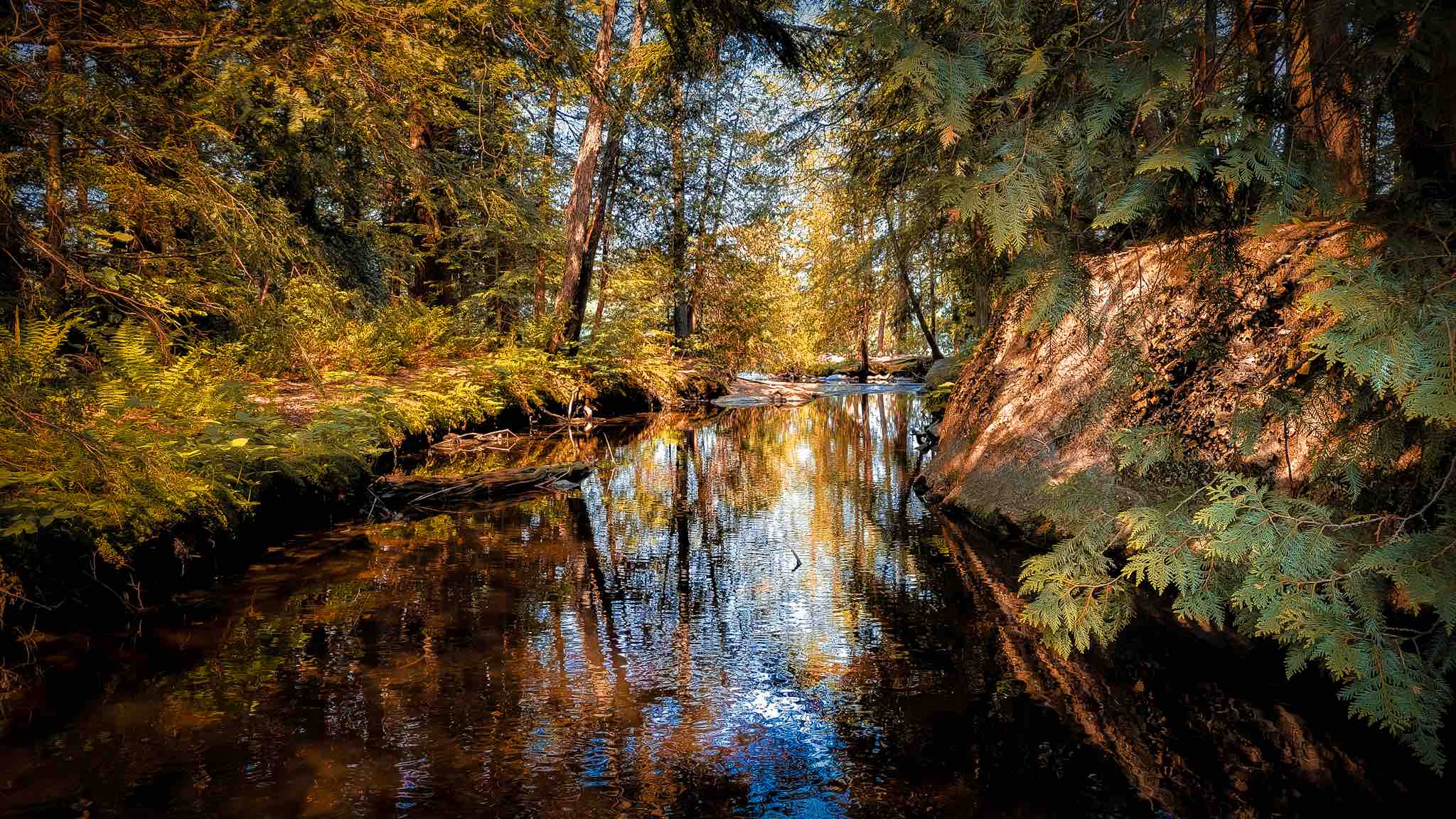Dappled light reflecting on a forest stream under partial cloud cover.