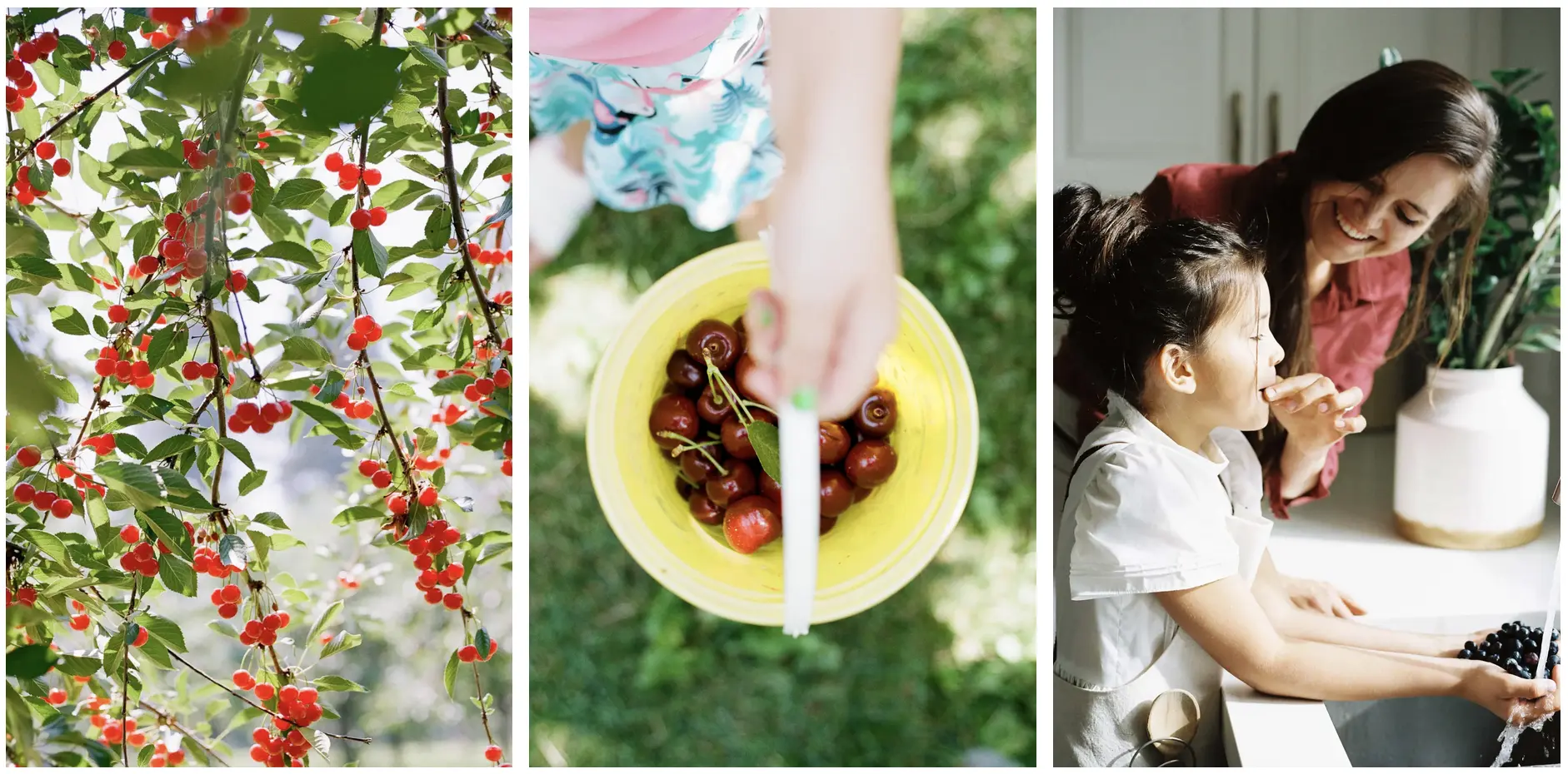 Three lifestyle food photographs showing cherries on a tree, a child holding a bucket of freshly picked cherries, and a family preparing cherries at home.