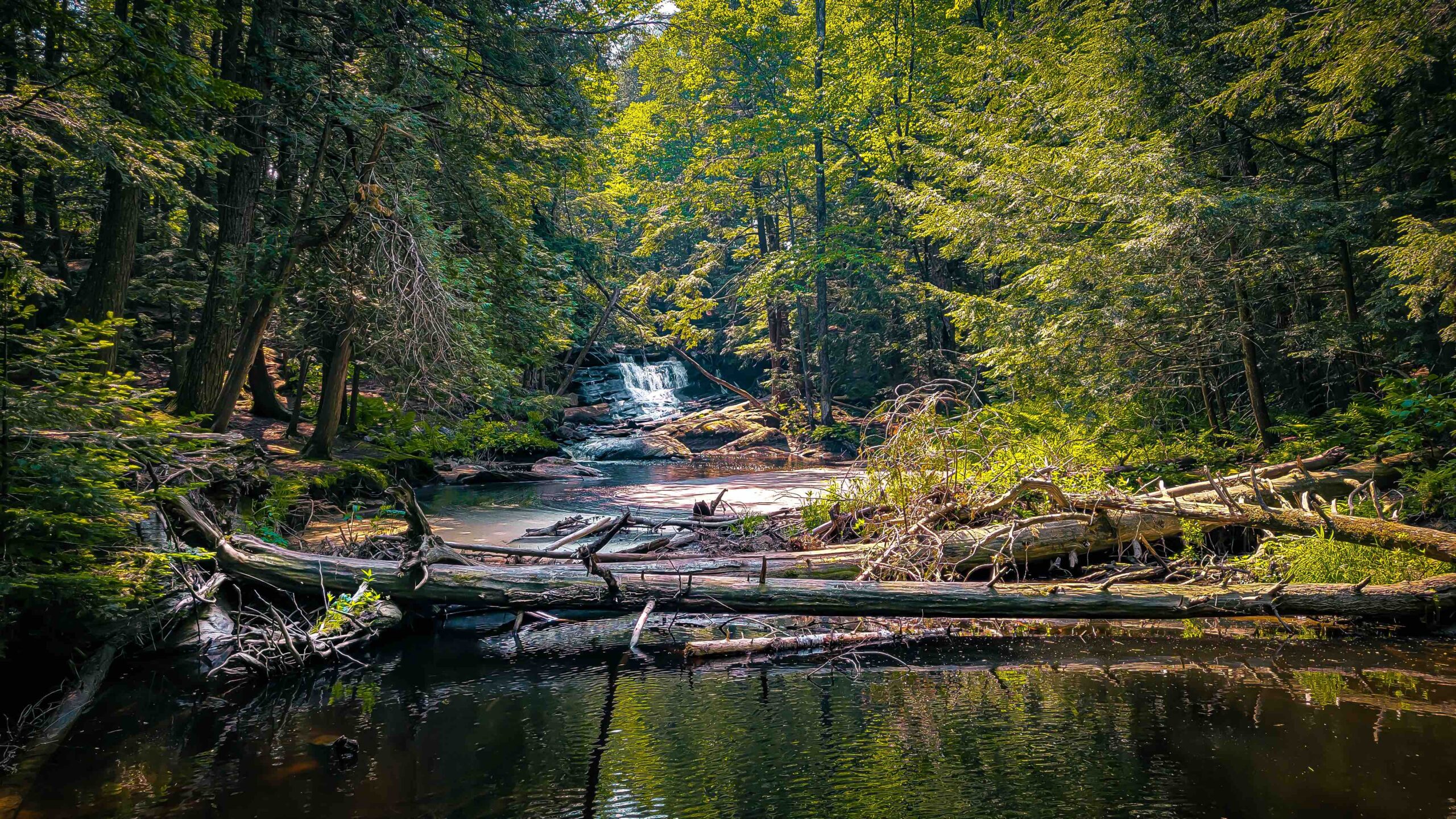 Soft sunlight filtering through a forest stream in a wooded landscape.