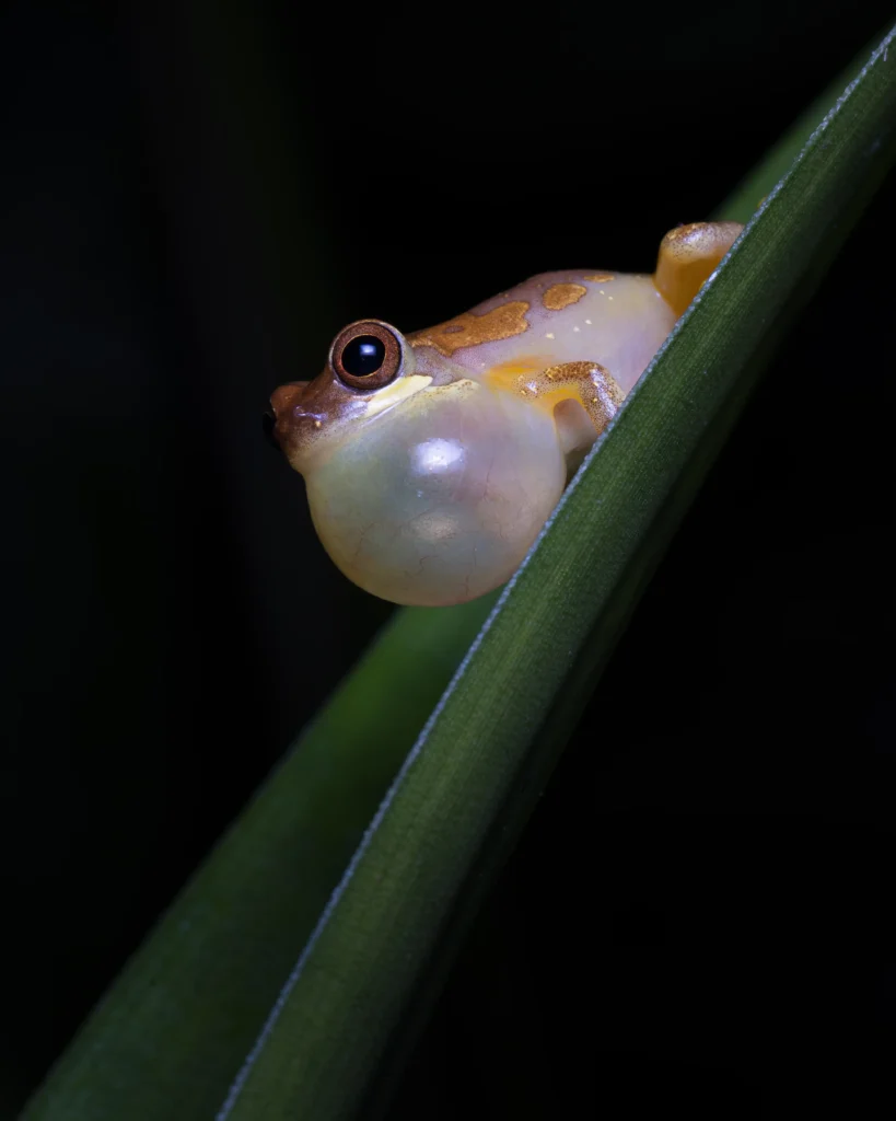 An image of a frog by Gabriel Ramirez Junco.