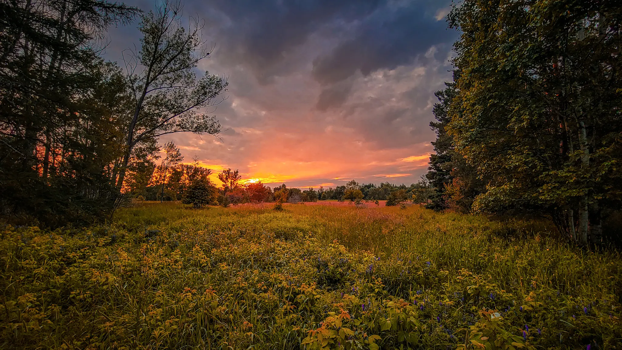 A wide field lit by warm golden-hour light with trees framing the horizon, glowing clouds, and long soft shadows stretching across the scene.