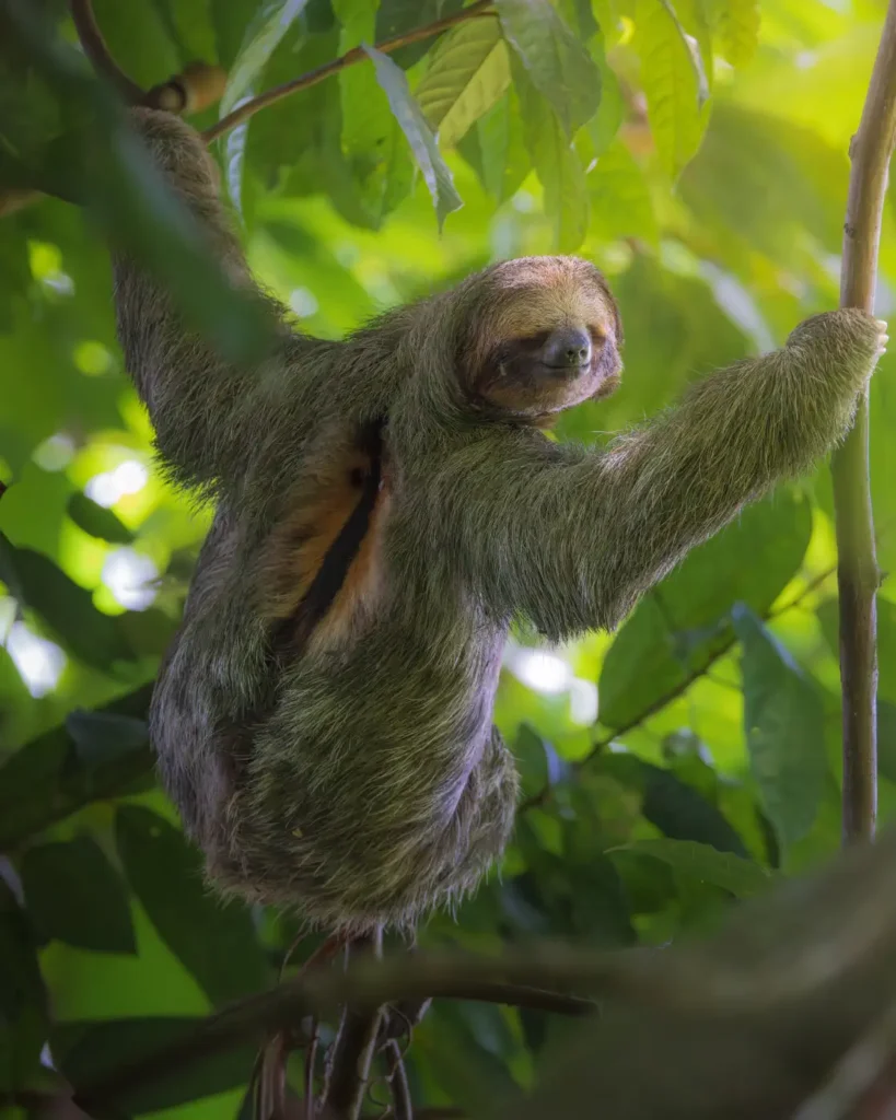 A image of a sloth by Gabriel Ramirez Junco.