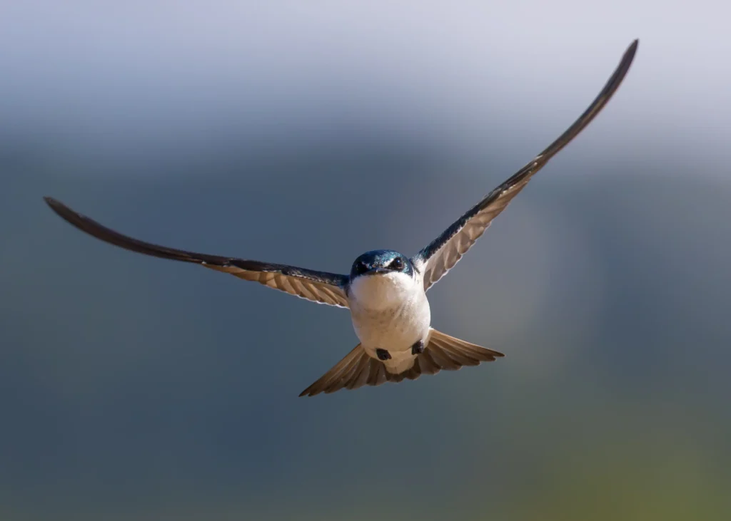 An image of a bird in flight by Gabriel Ramirez Junco.