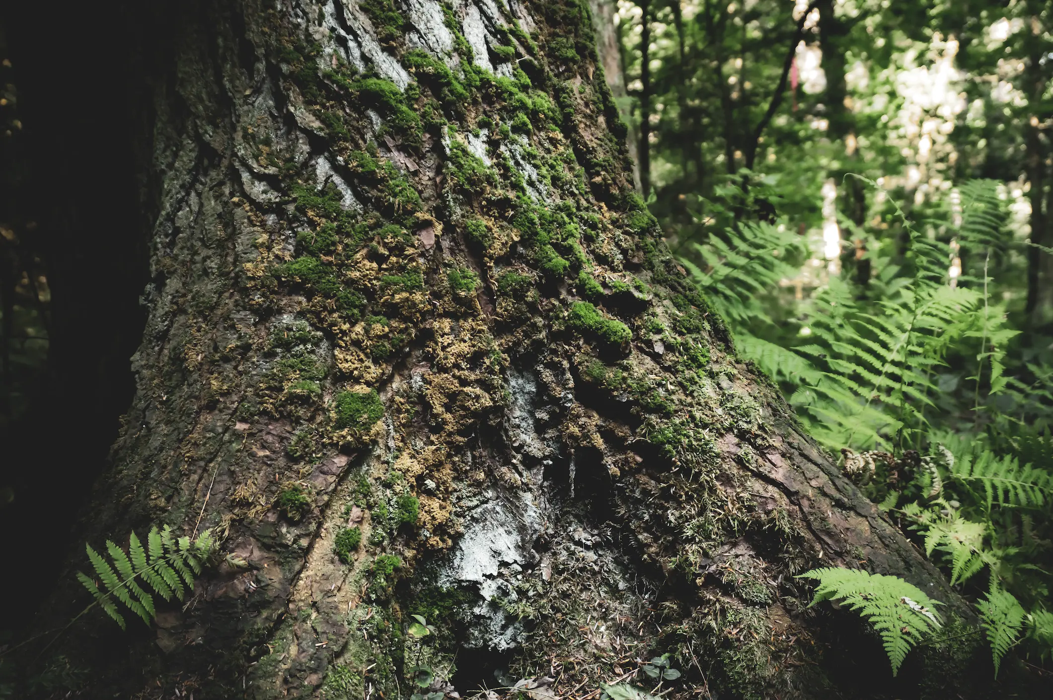 Underexposed forest scene with textured tree bark and deep shadows.