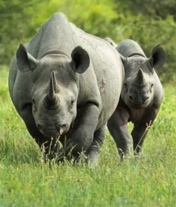An image of two black rhinos by Mario Fazekas.