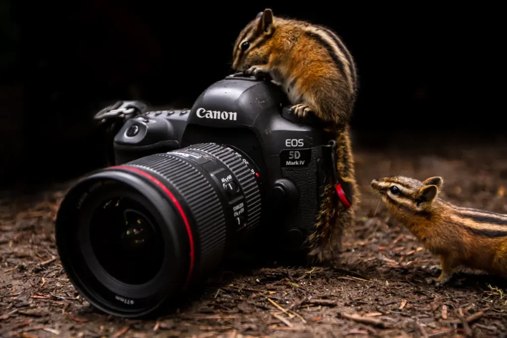 An image of two chipmunks investigating a camera by Jillian Brown.